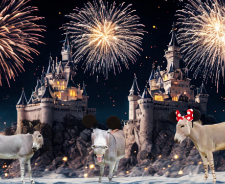 Fotografie po úpravě