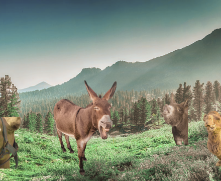 Fotografie po úpravě