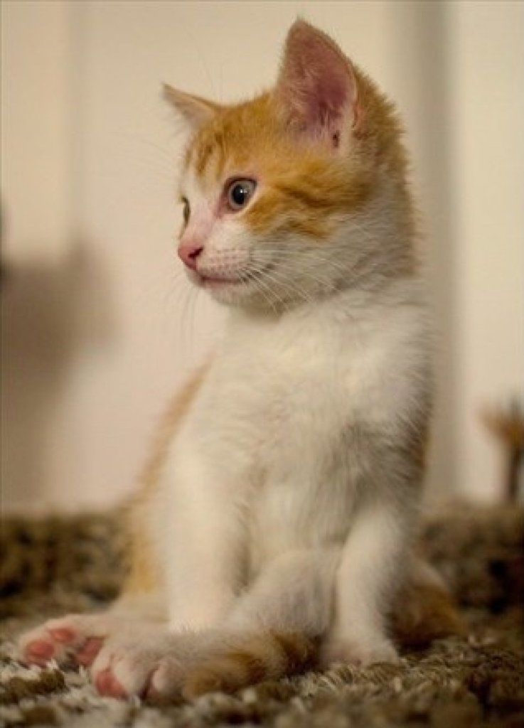 Fotografie před úpravou