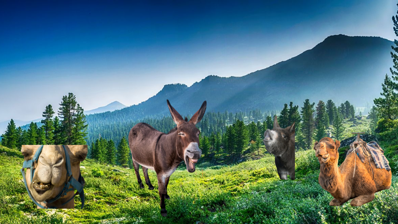 Fotografie před úpravou